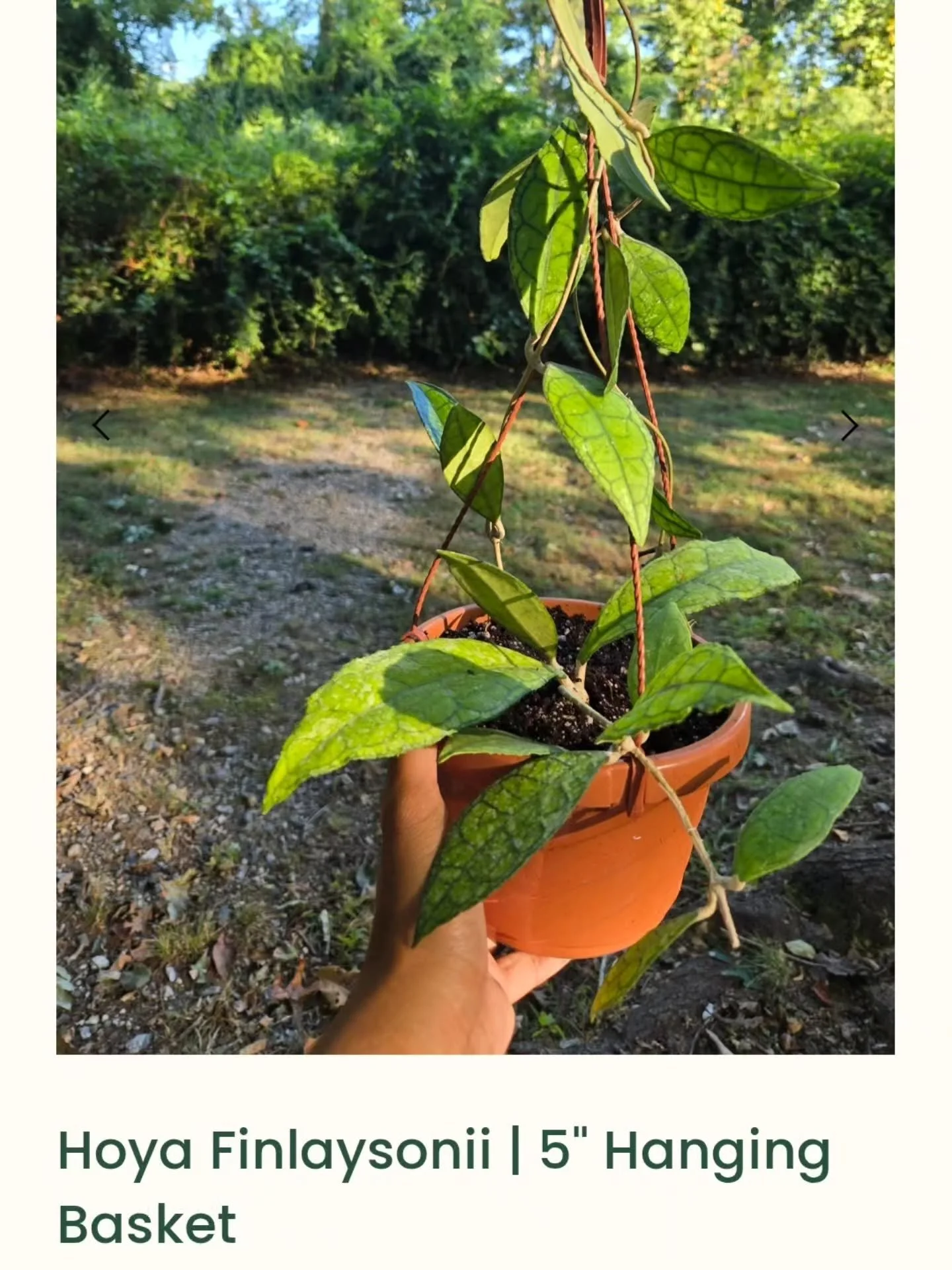 New Plants just in Stock for You!
We're now restocking every 2 weeks on the website, so stay tuned for exciting new additions before winter arrives!
Don’t forget to tag us on Instagram with your new plan-ty friends!
Local pickup availab