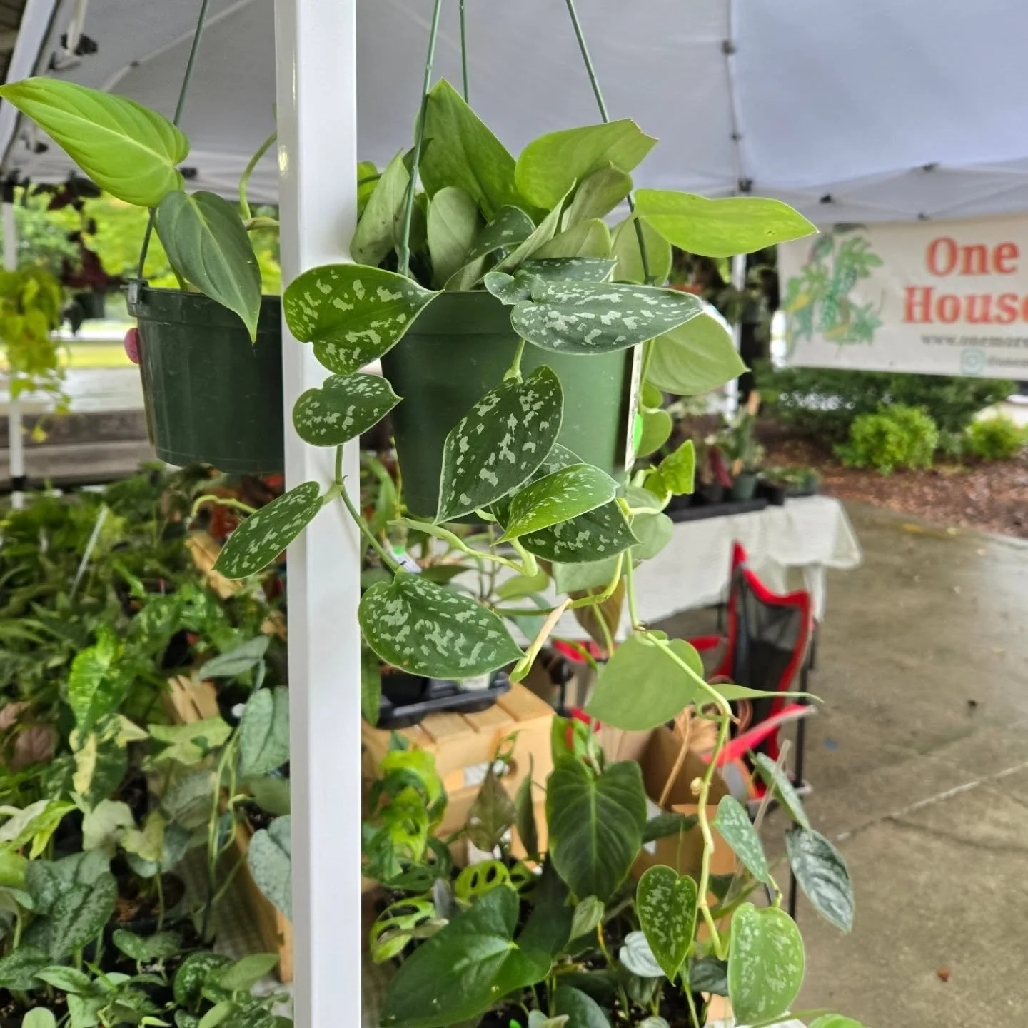 It may be raining, but we're still here at the market and we'd love to see you all! π§οΈπͺ΄ 
The website will be updated Monday with all the goodies to add to your cart if you are unable to see us this weekend! 
Stay cozy π±