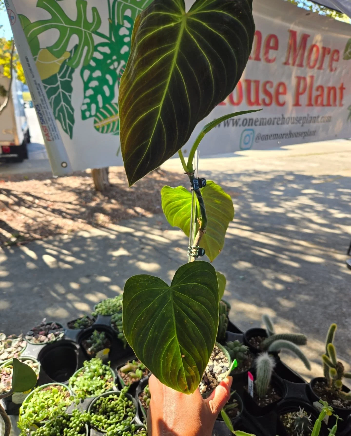 Good morning, plant lovers! π
It's another perfect day to grow your collection, we’ve got plenty of cacti, succulents, and tropical beauties waiting for you! πͺ΄
While you're stopping by, check out the the CASI Mid-Atlantic Regional Chili