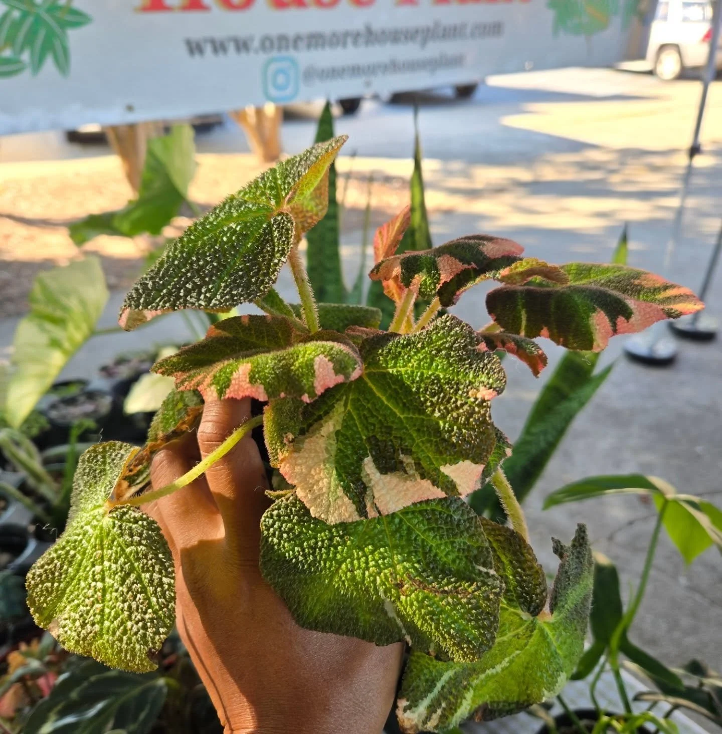 Good morning, everyone!
We hope you're all doing great. 
There are some new plants we have not bought in for a very long time that's been in the corners of our greenhouse but of course plenty of plants to choose from!
We'll be at the market today, t