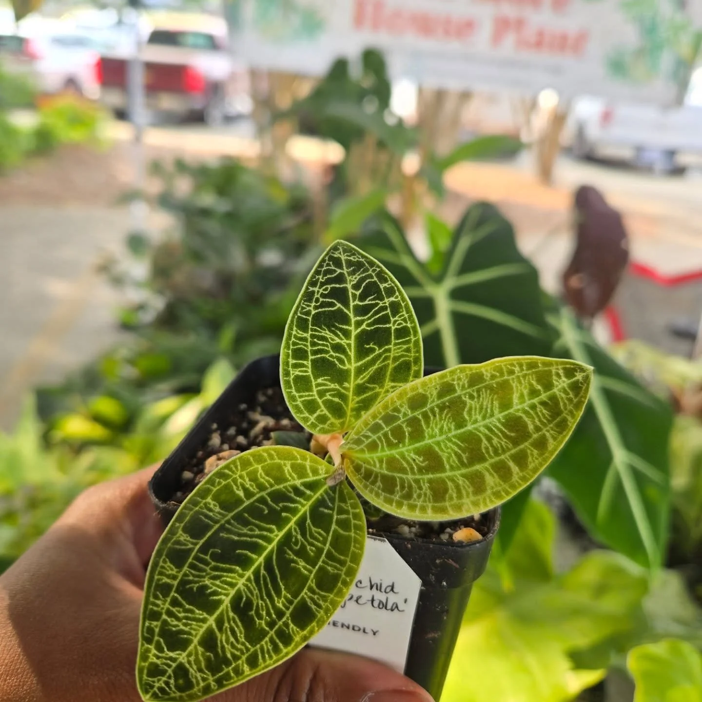 Good morning, everyone!
 It’s a breezy day, but the plants are thriving!
A big thank you to everyone who stopped by and picked up plants during our Labor Day Sale! It was a great success thanks to you all!
 
Come visit us this weekend, only ju