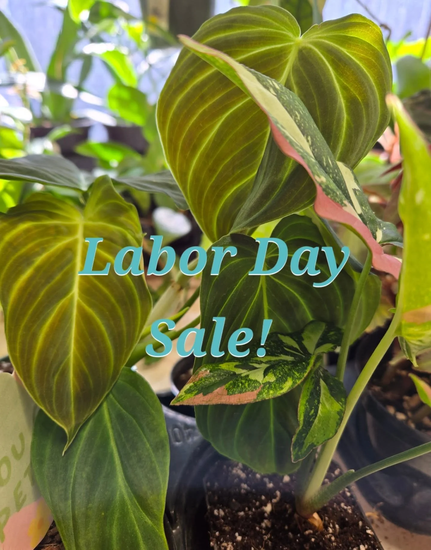 Good morning everyone! π
Our plant sale is still going strong! 
Here's what you need to know:
πͺ΄ We’ll be adding new plants today, tomorrow, AND Wednesday 
π Sale ends Wednesday at 11:59 PM — don’t miss out!
π¦ If you overpay for