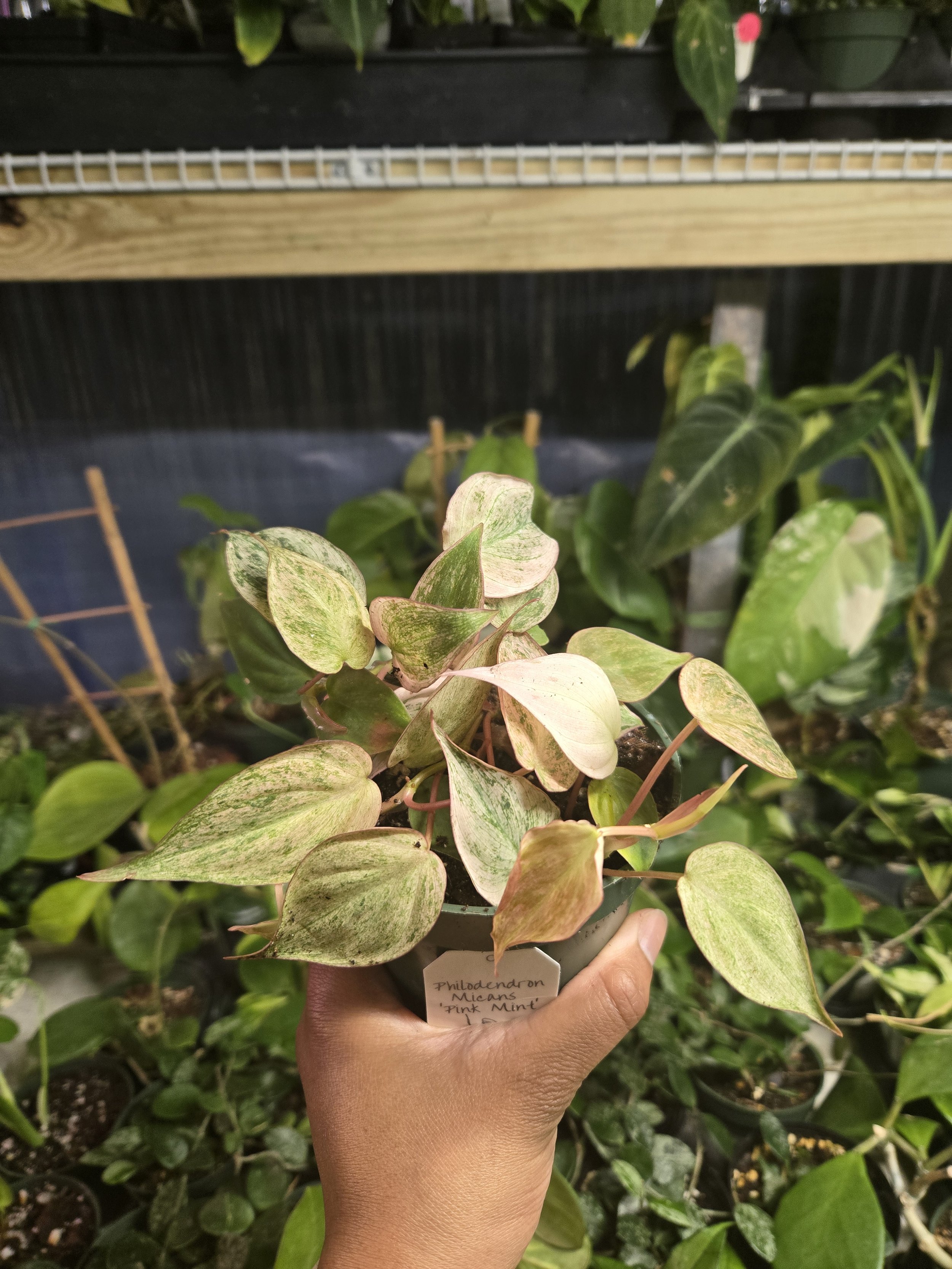 Philodendron Micans Pink Variegated | 4” Pot