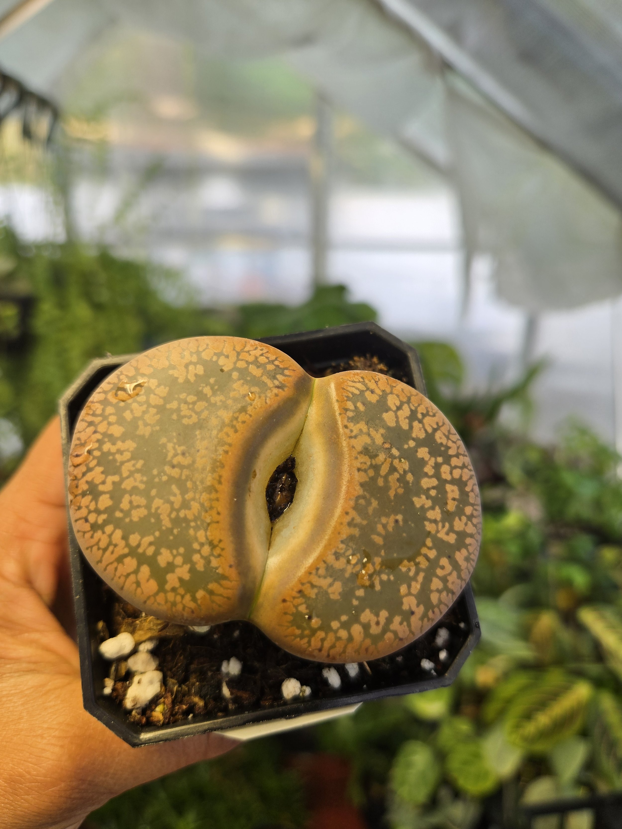 Lithop | Living Stone | 2" Pot