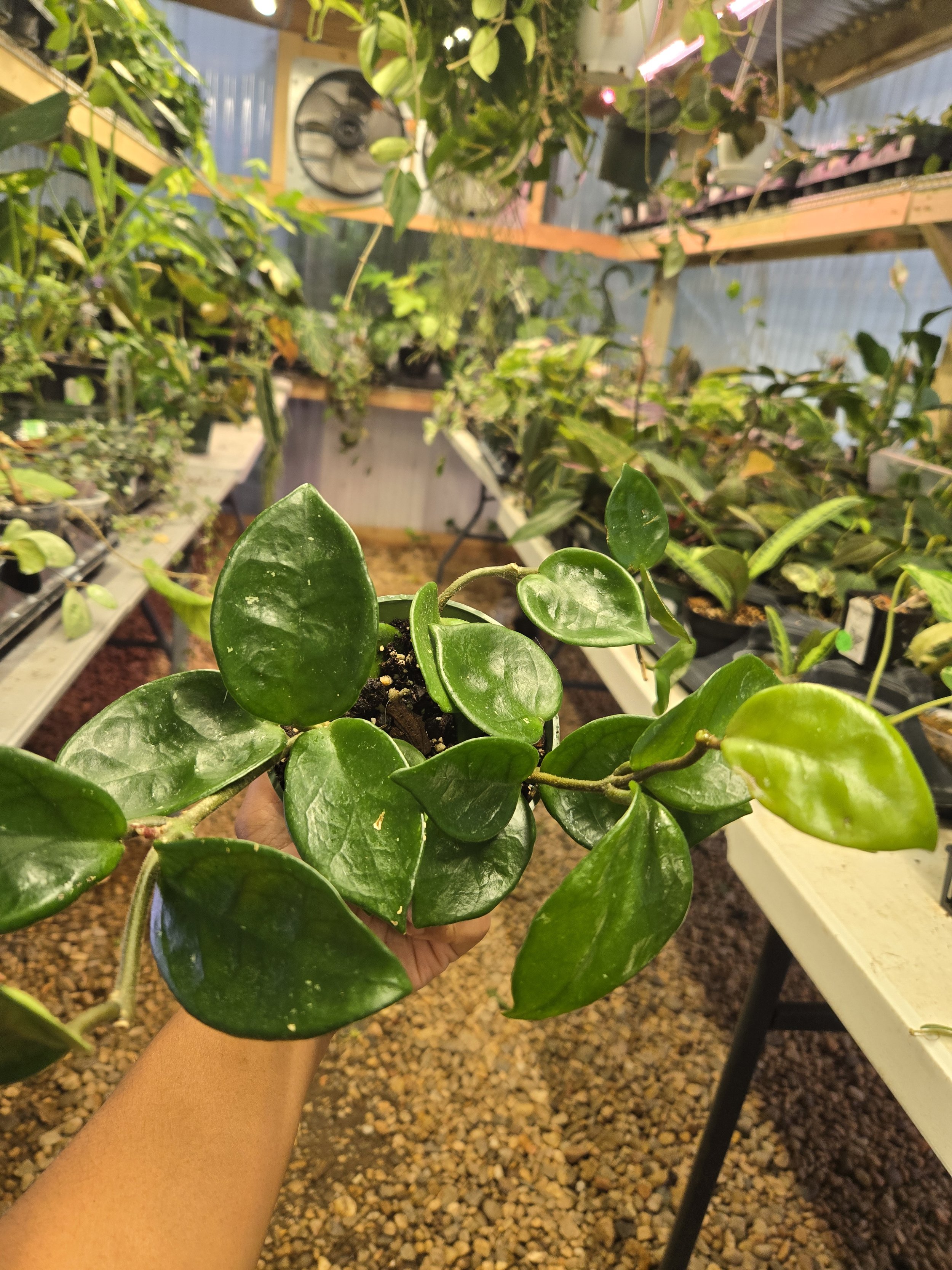 Hoya Carnosa 'Chelsea' | 4" Pot