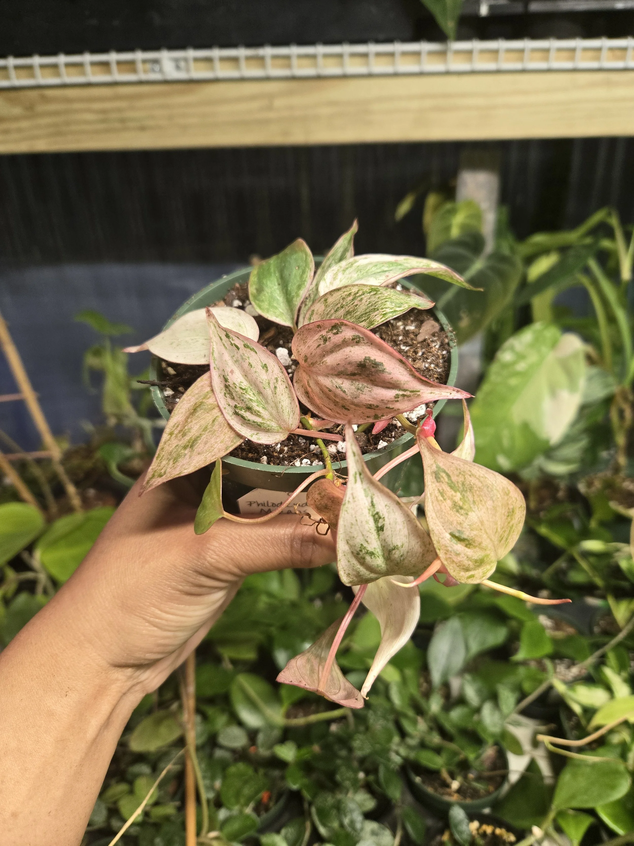 Philodendron Micans Pink Variegated | 4” Pot