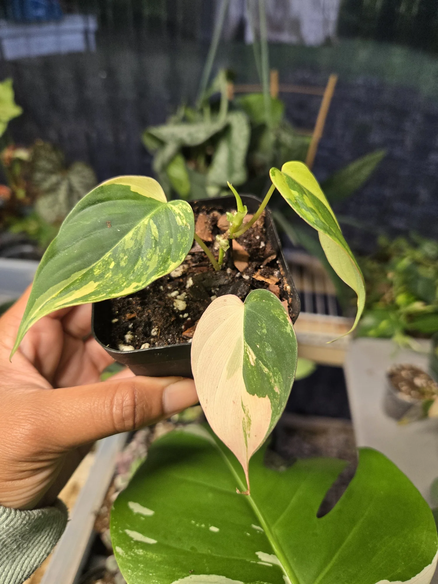 Philodendron Micans aurea | 3" Pot  One More House Plant