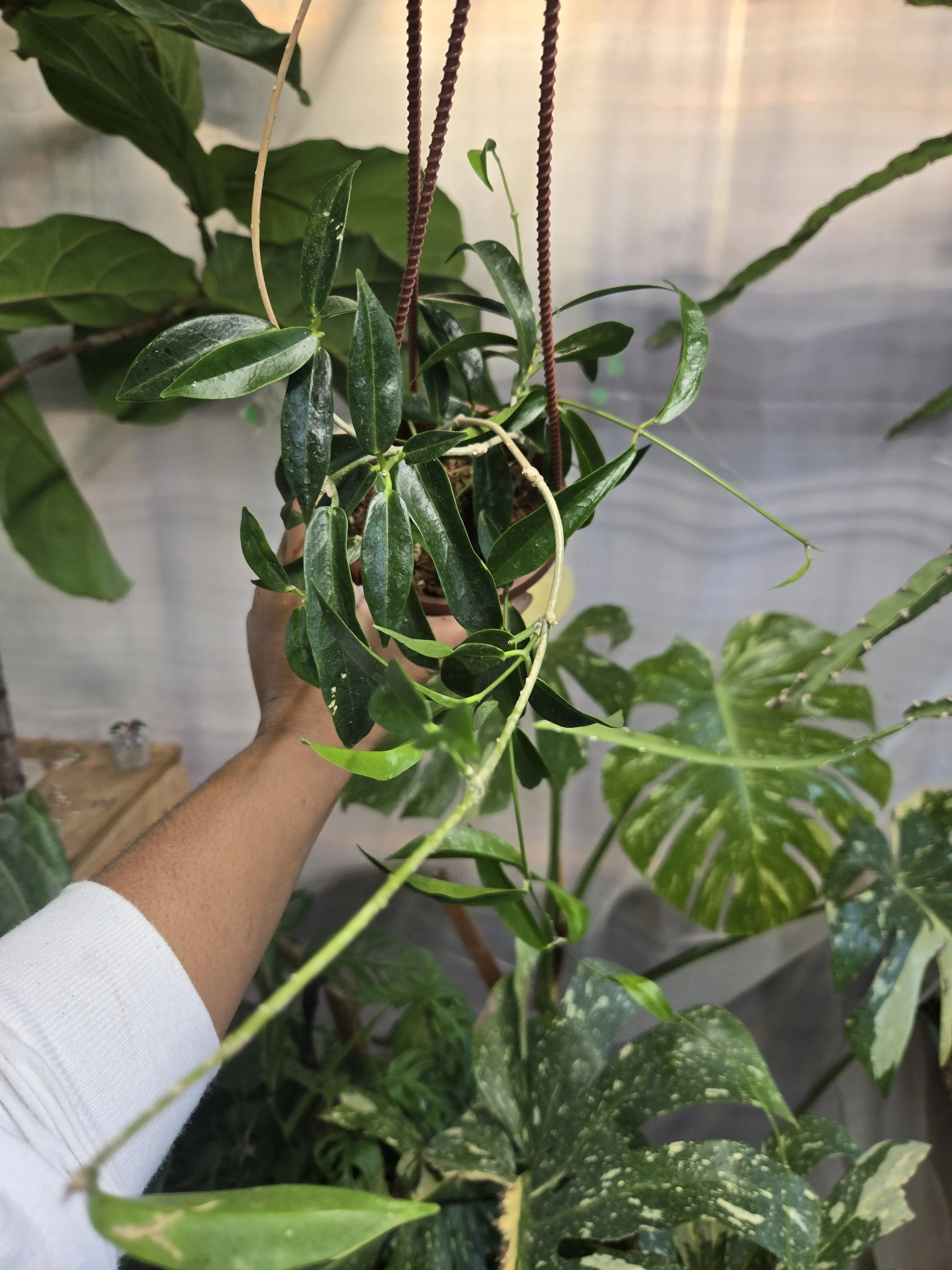 Hoya chlorantha | 4" Hanging Basket
