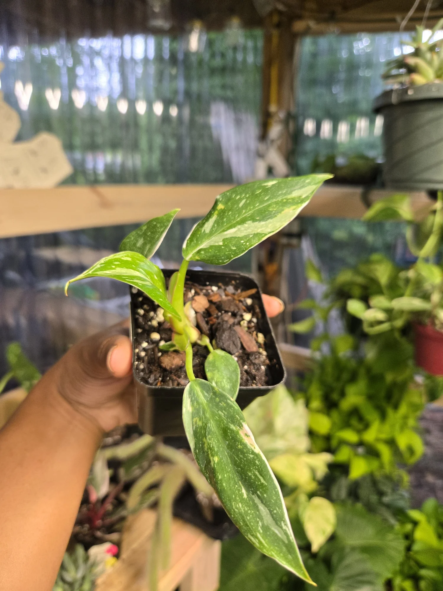 Philodendron White Princess | 3" Pot  One More House Plant