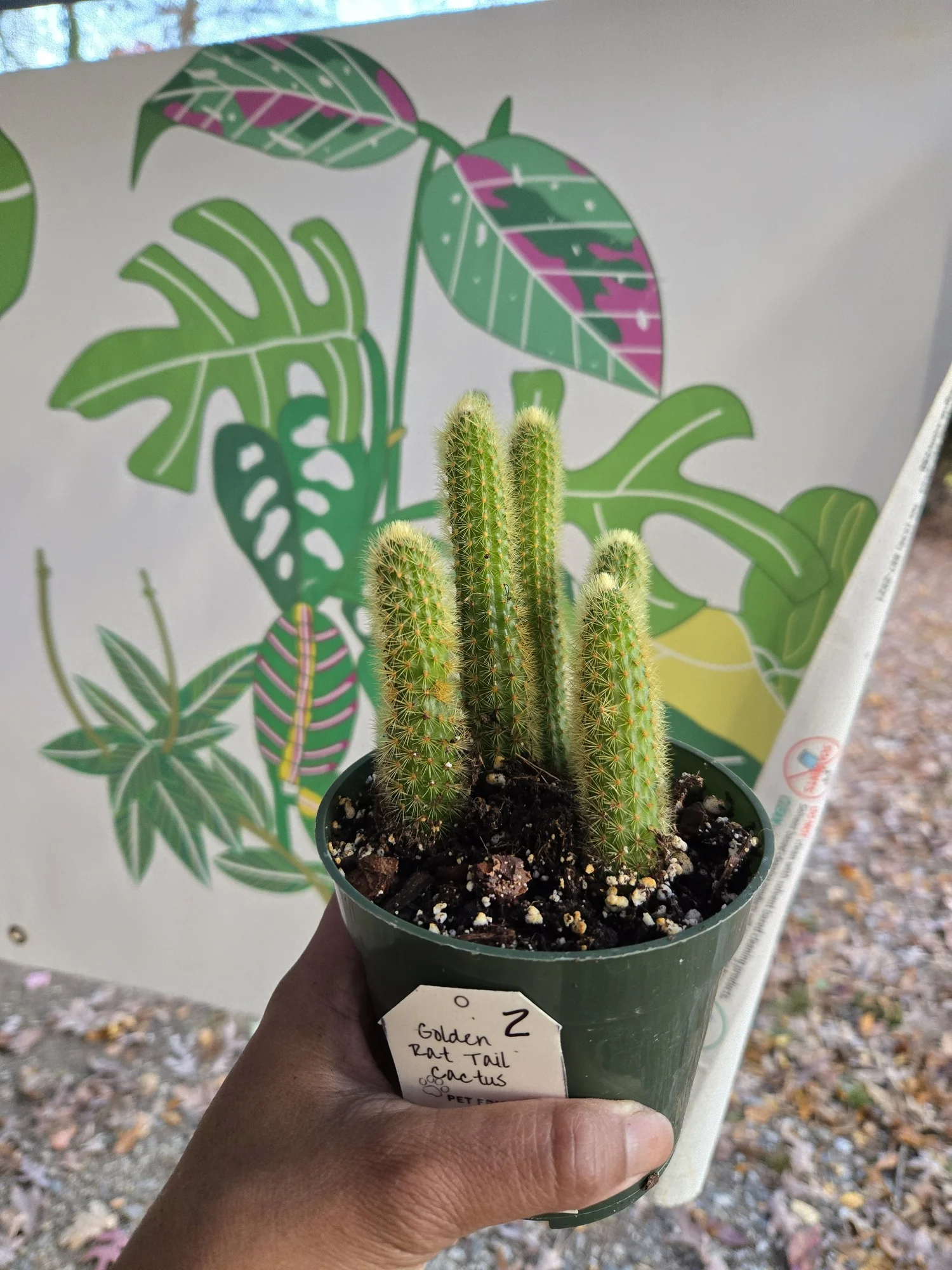 Golden Rat Tail Cactus | 4" Pot  One More House Plant