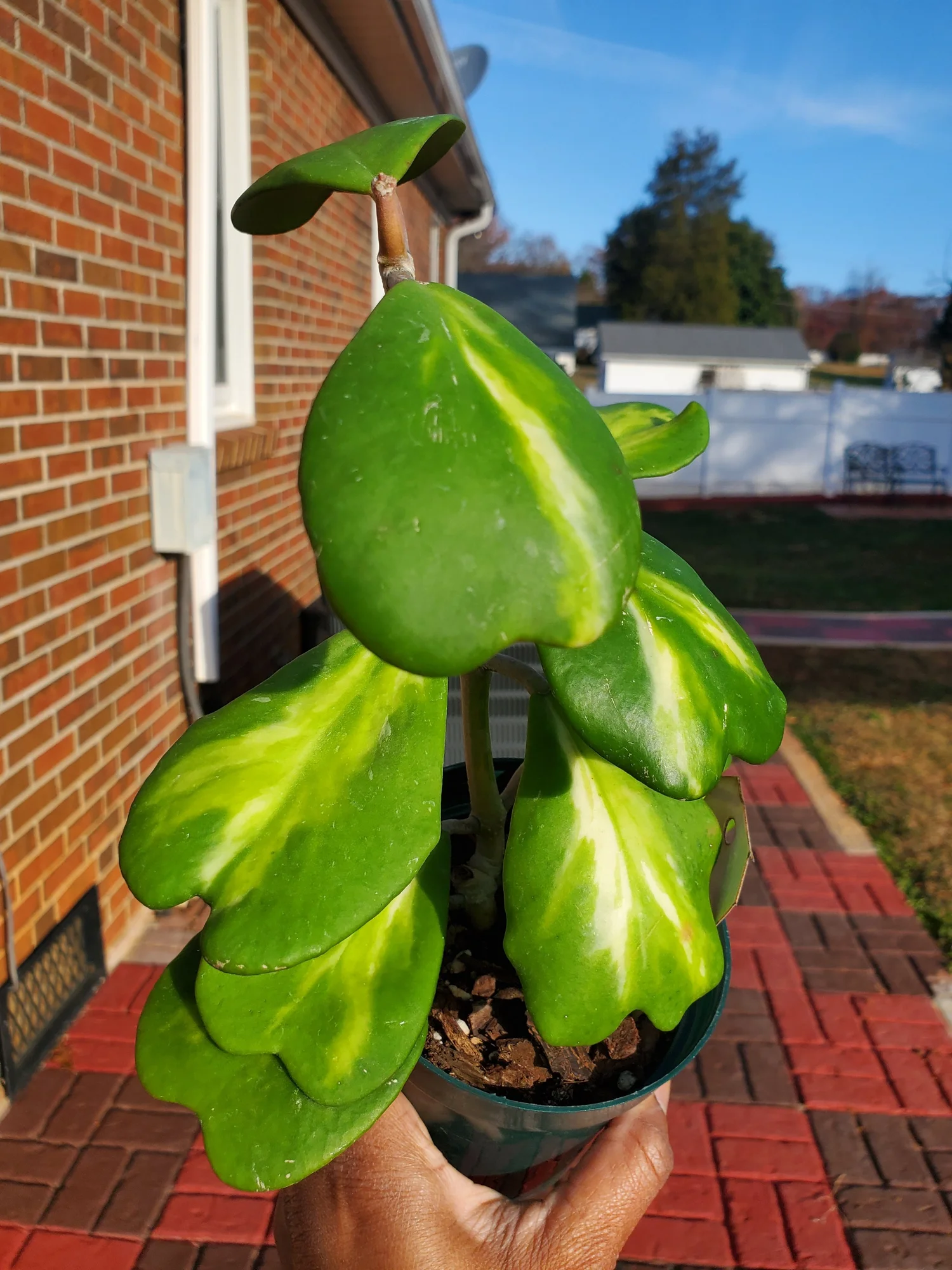 0014 Hoya Kerrii 'Reverse Variegata ' 4" Pot [0014]  One More House Plant