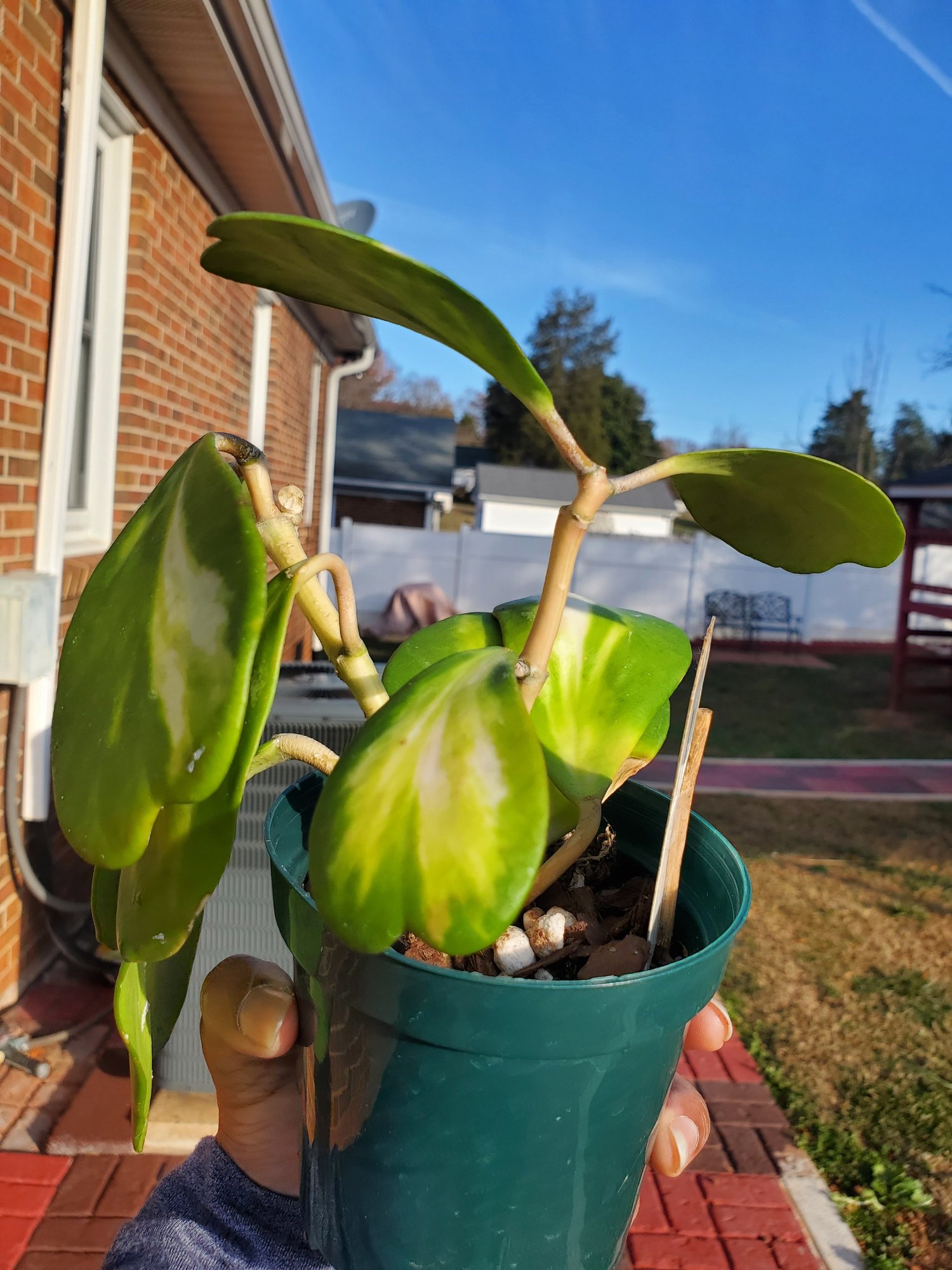 0018 Hoya Kerrii 'Reverse Variegata' | 4" Pot  One More House Plant
