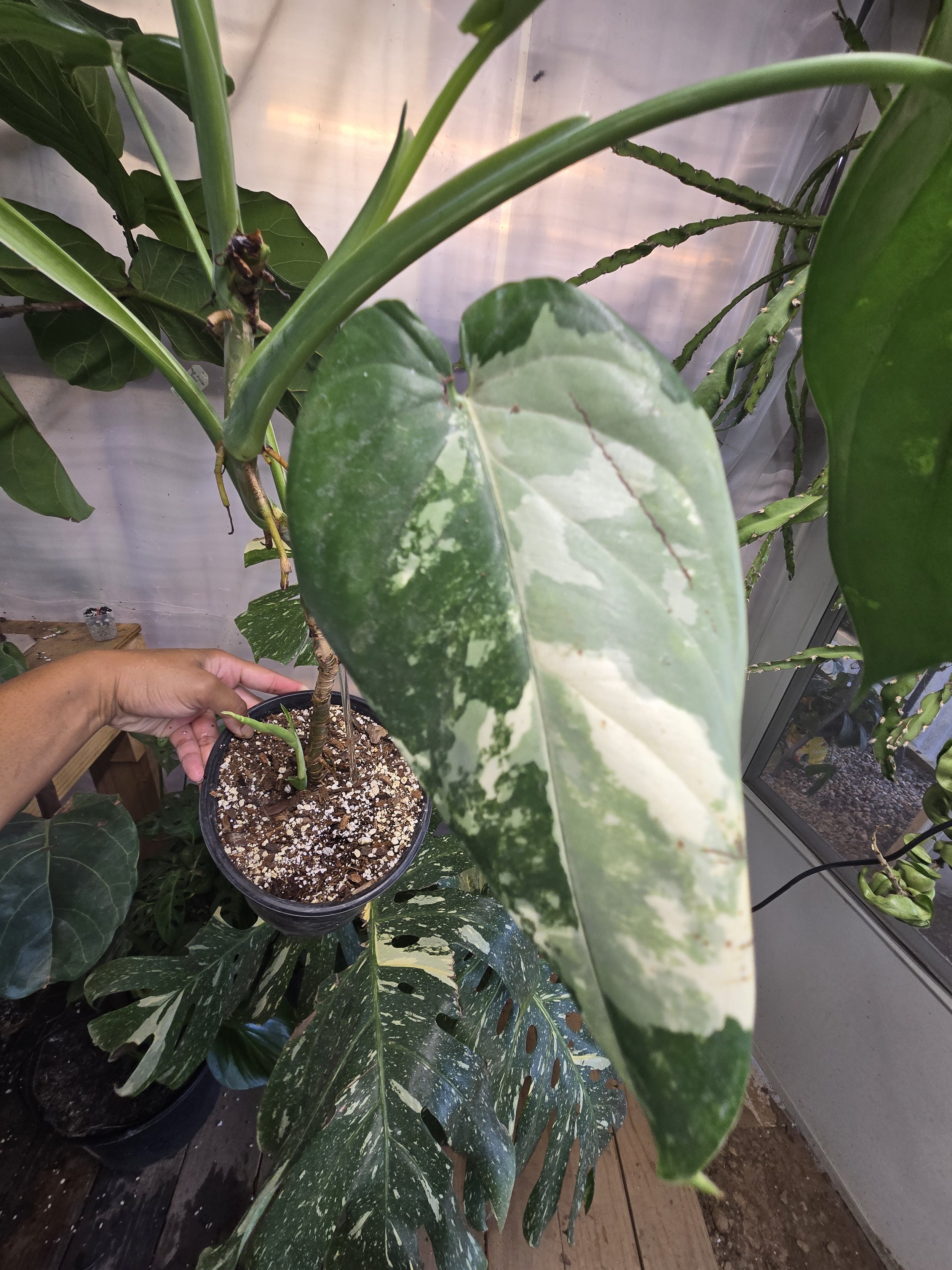 Syngonium  chiapense variegated | 5