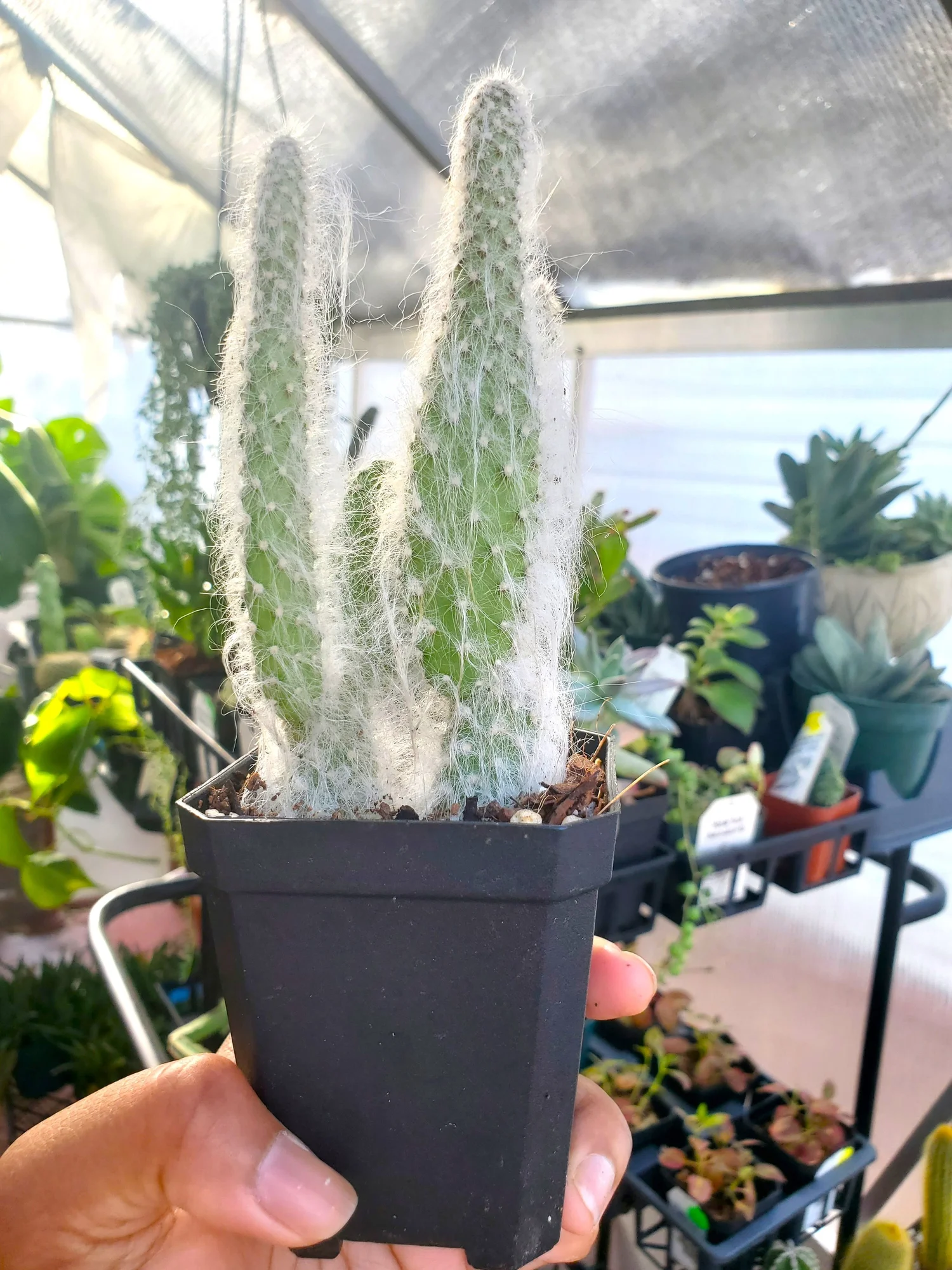 cactus stl Digital Download main image 0
