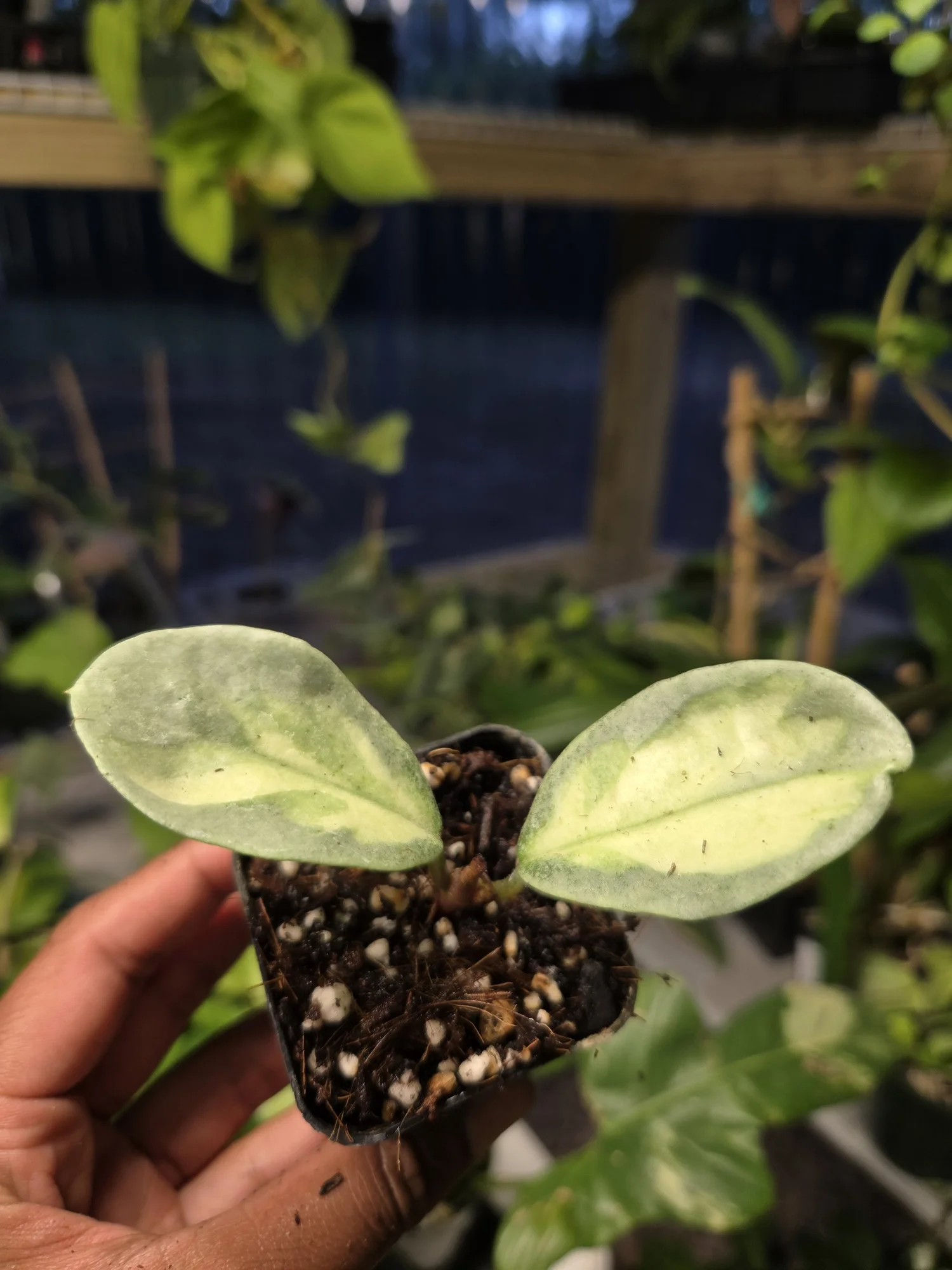 Hoya 