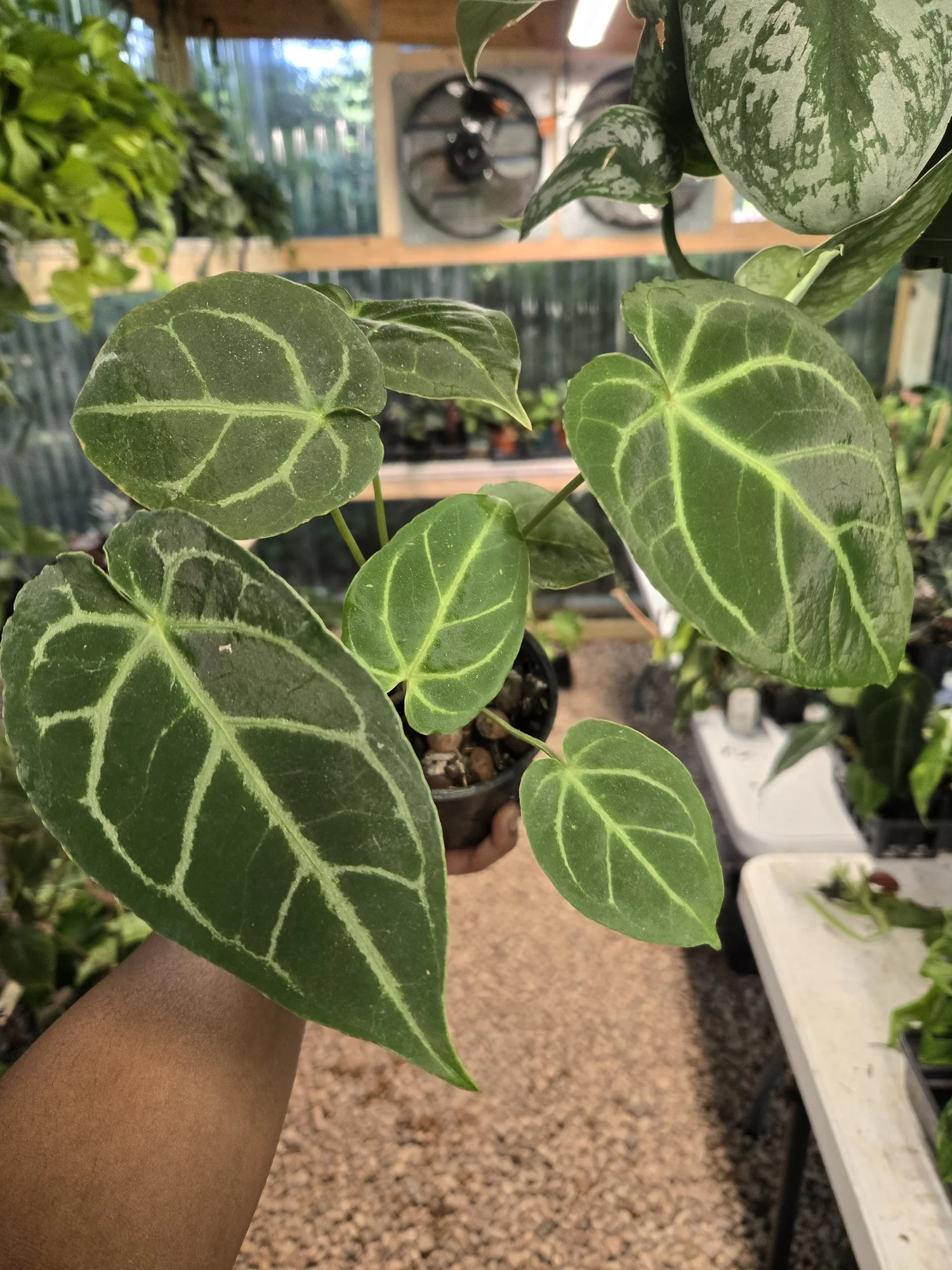 anthurium regale Anthurium regale  Ecuagenera Orqudeas del Ecuador