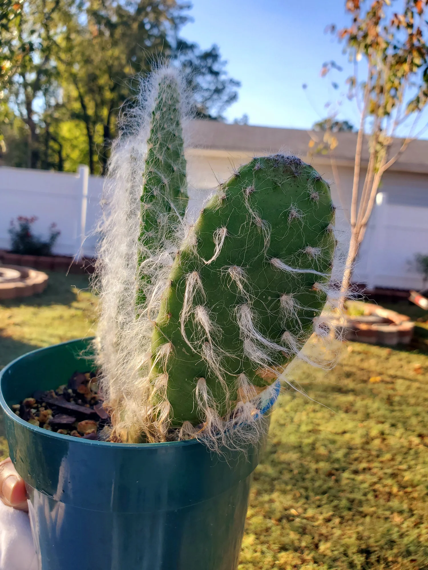 Opuntia Prickly Pear 'Snow Cactus' | 4" Pot  One More House Plant