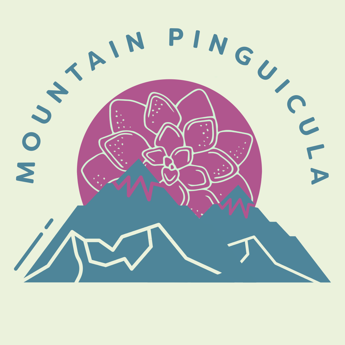 Mountain Pinguicula