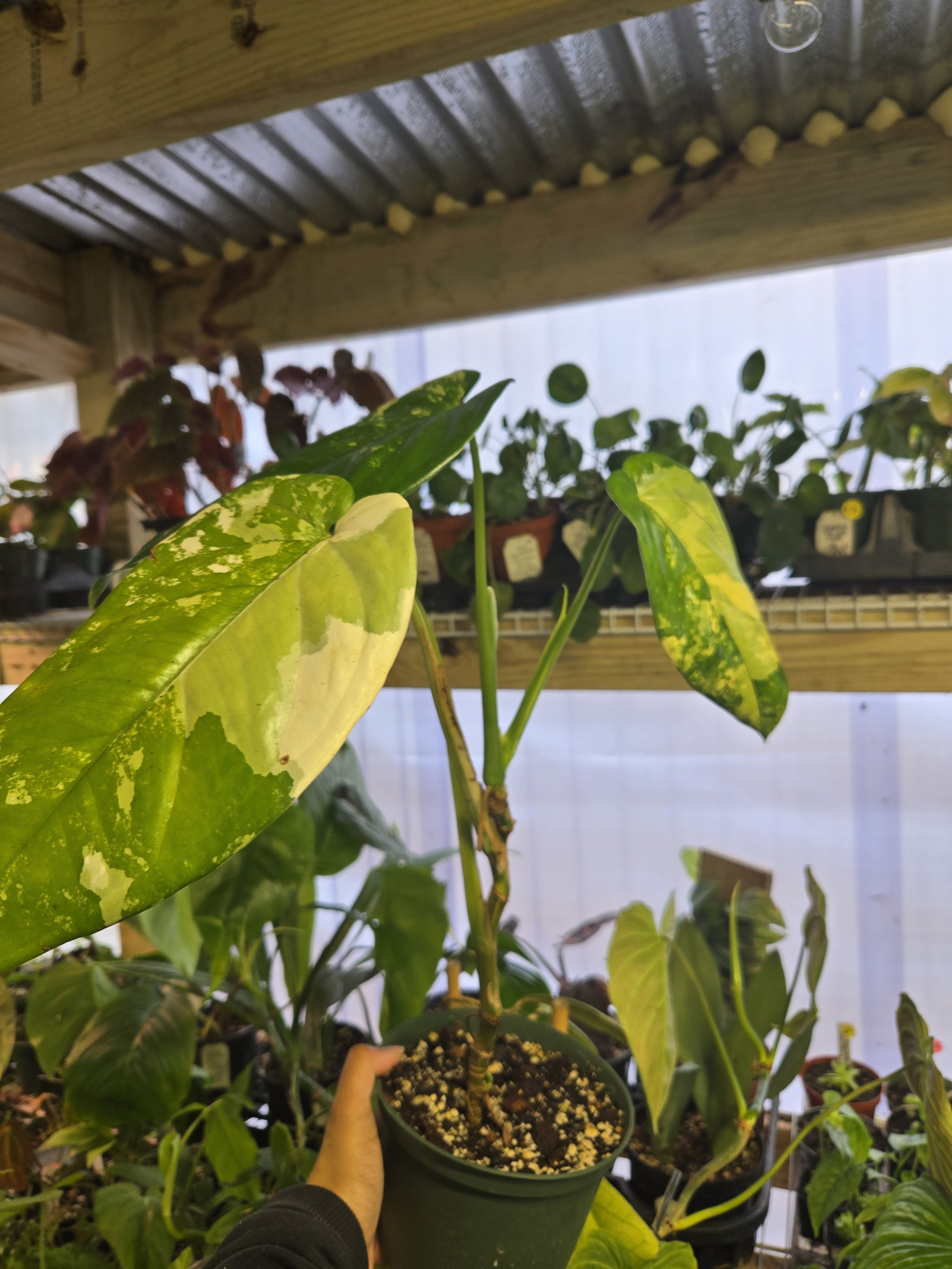 Syngonium  chiapense variegated | 5