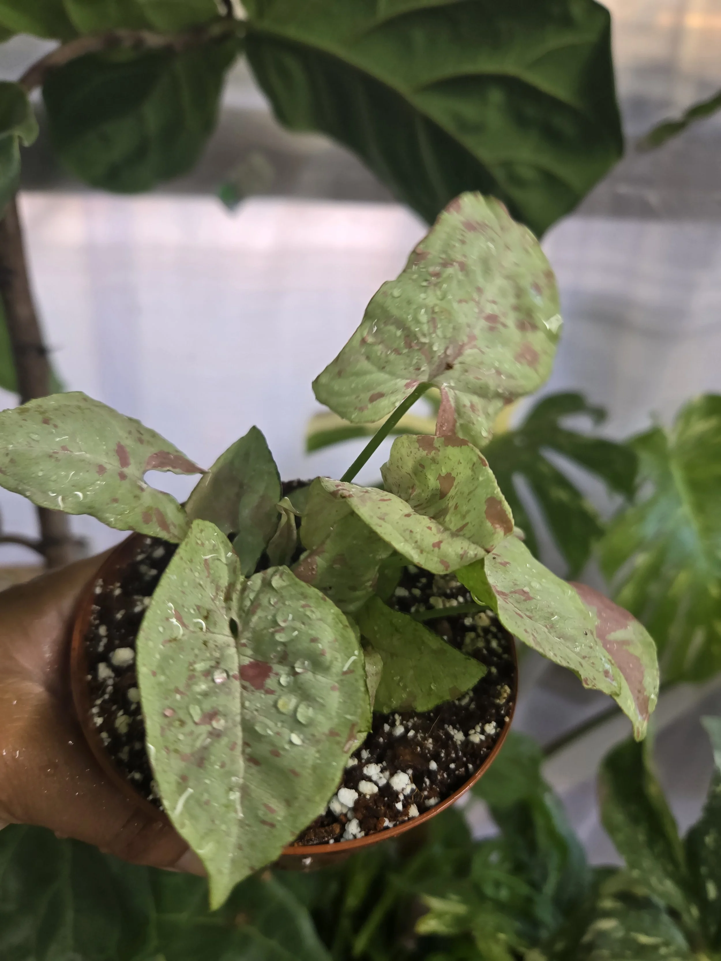 20260902_114231.jpg