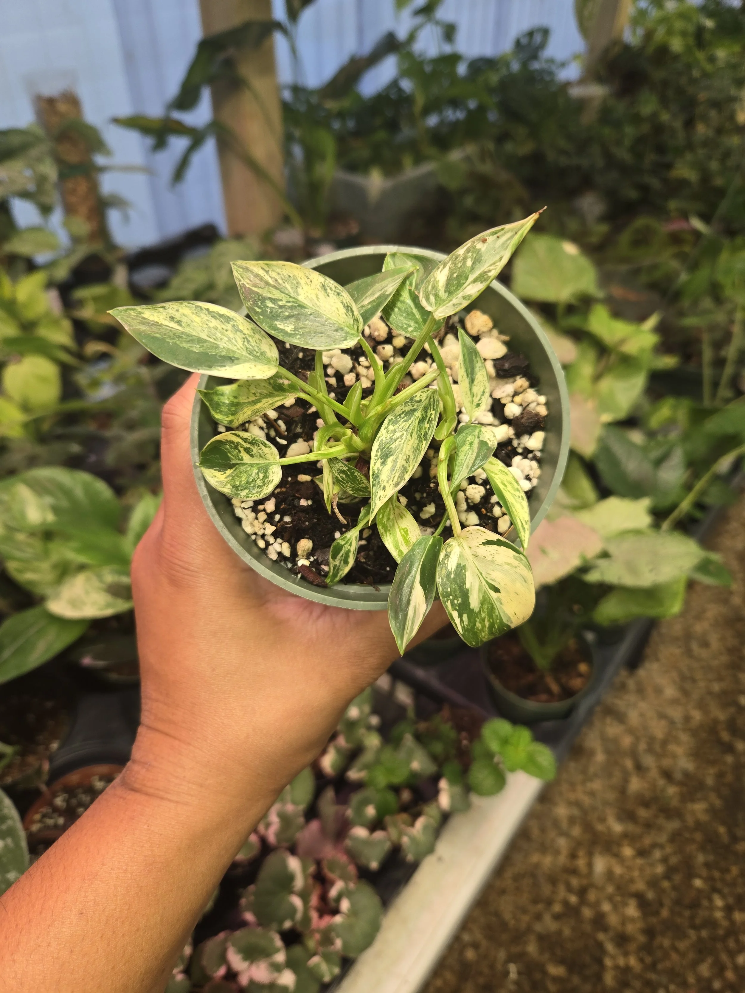Philodendron 'Emerald King' | 4" Pot