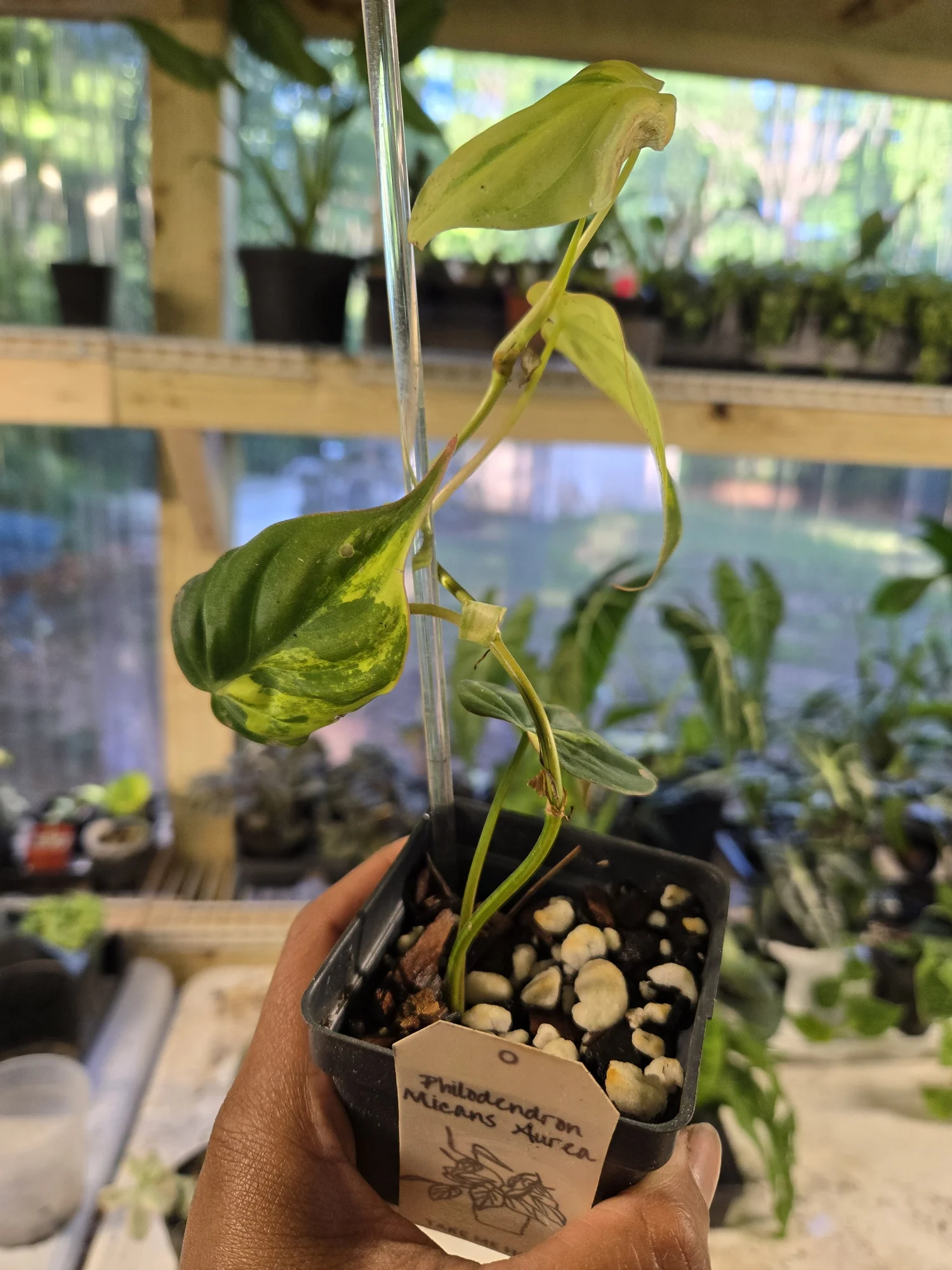 Philodendron Micans aurea | 3" Pot  One More House Plant