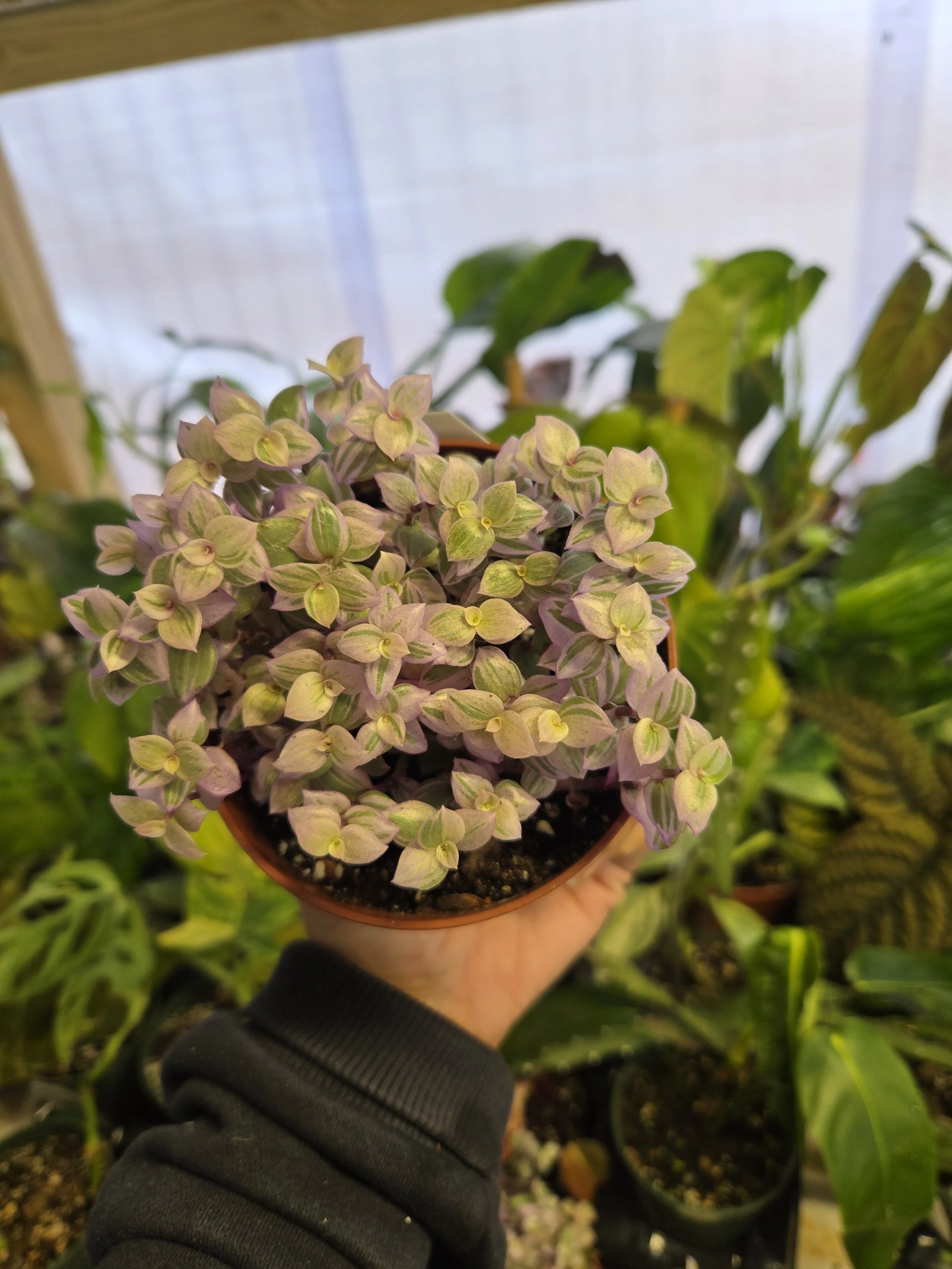 Tradescantia 'Pink Panther'  | 4" Pot (Grower's Choice)