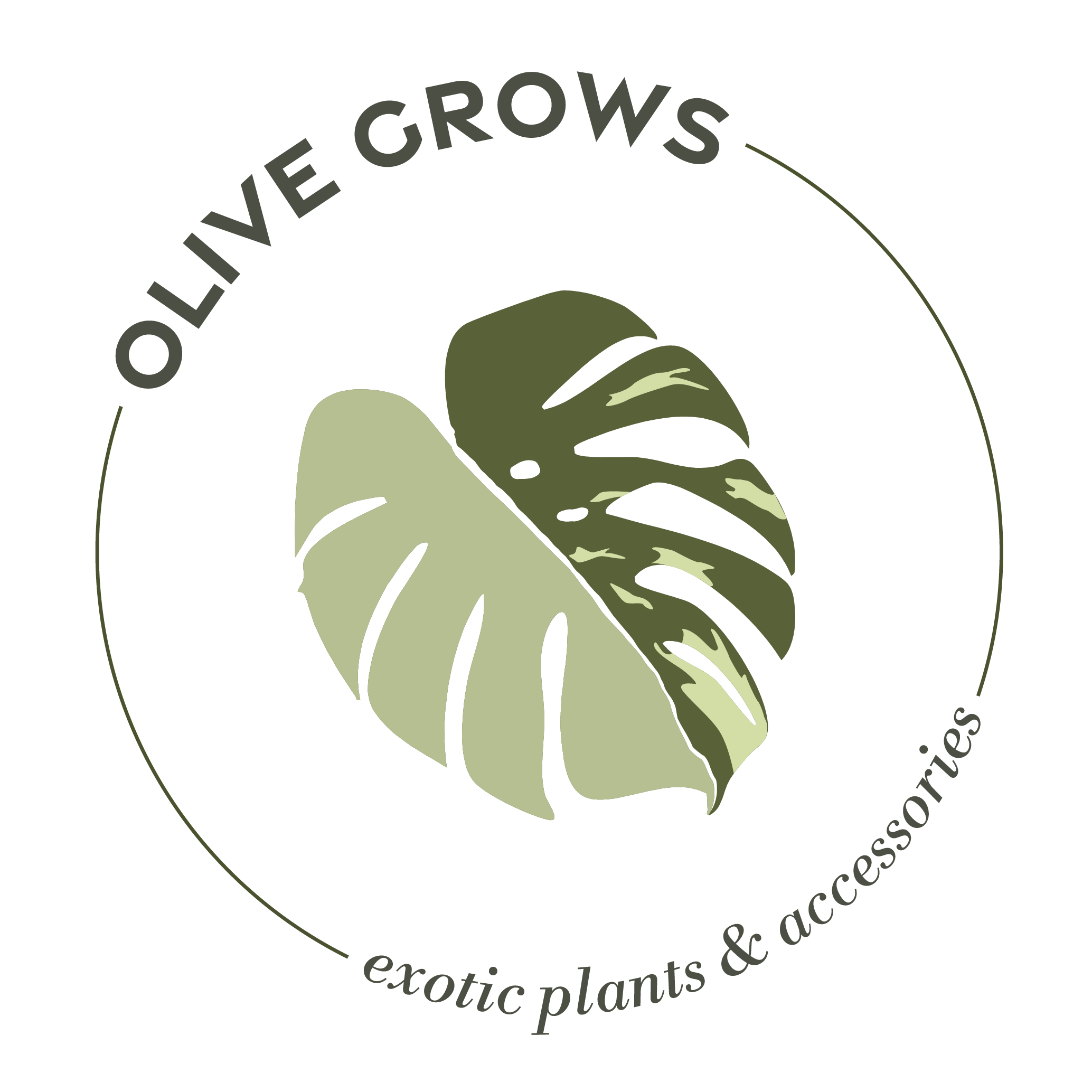 Olive Grows