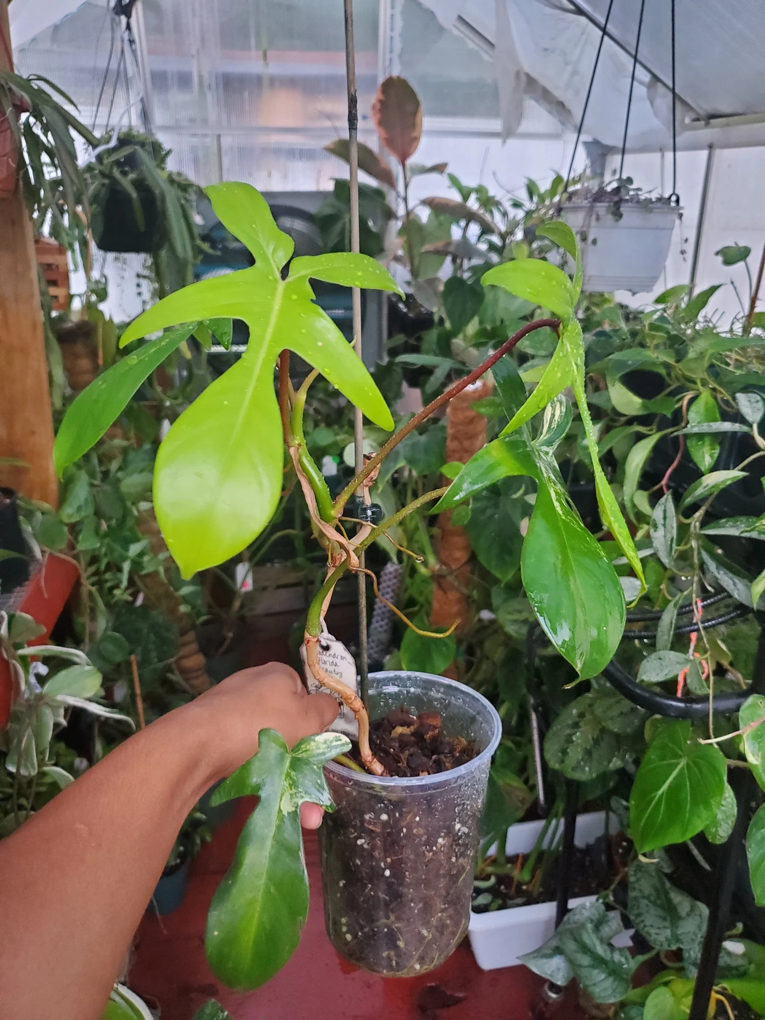 Philodendron 'Florida Green' | 3.5" pot (Reverted Florida Beauty)  One  More House Plant