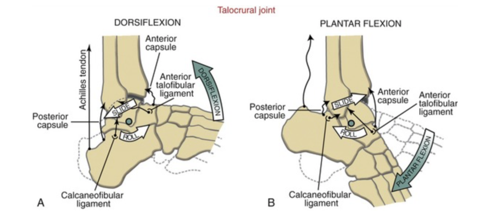 Ankle dorsiflexion. A critical part of your mountain bike fitness. — Revo  Physiotherapy and Sports Performance