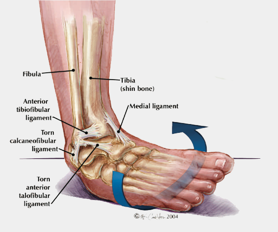 Ankle Structure and Mechanics - Academy of Clinical Massage