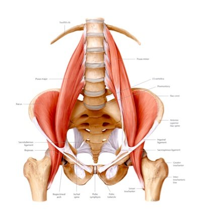 Why is everyone talking about hip flexors? — Revo Physiotherapy