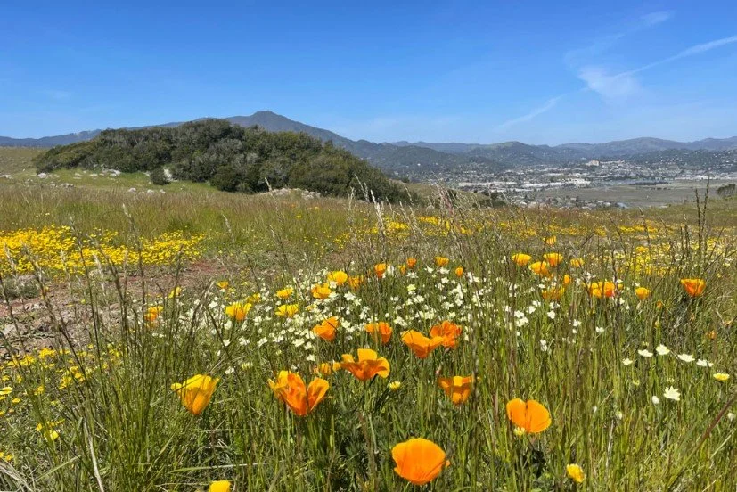 Spring in Marin - Mom Edition