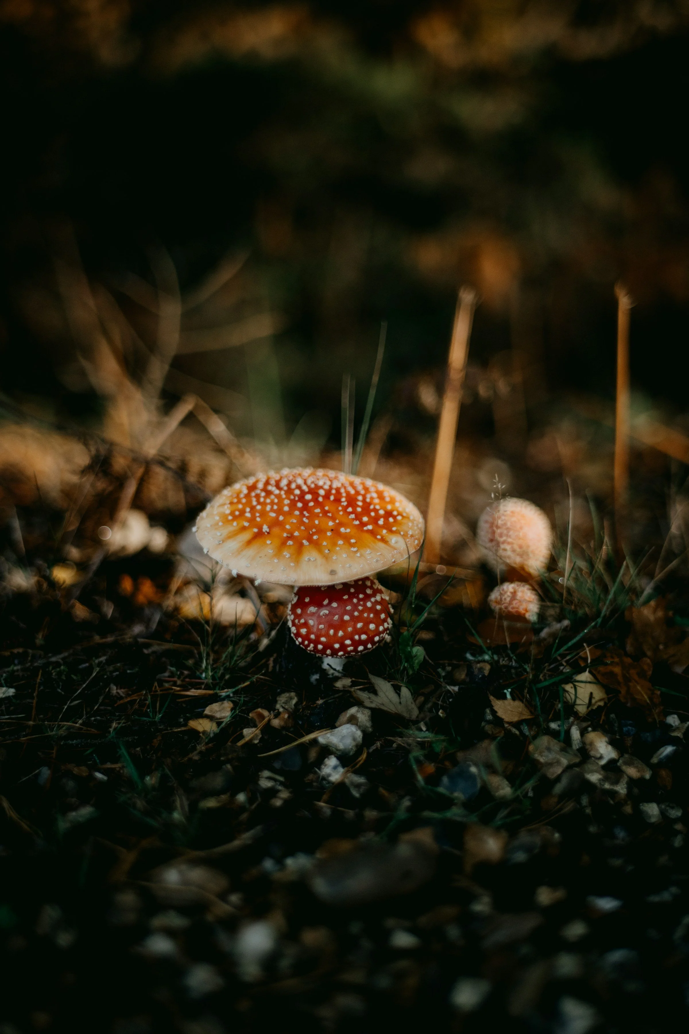 Mycelium Working Group Convenes in Aarhus and Ghent