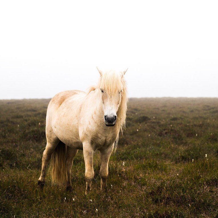 Met this guy up in the north-west of Iceland as he was coming out of the fog like a mythical creature