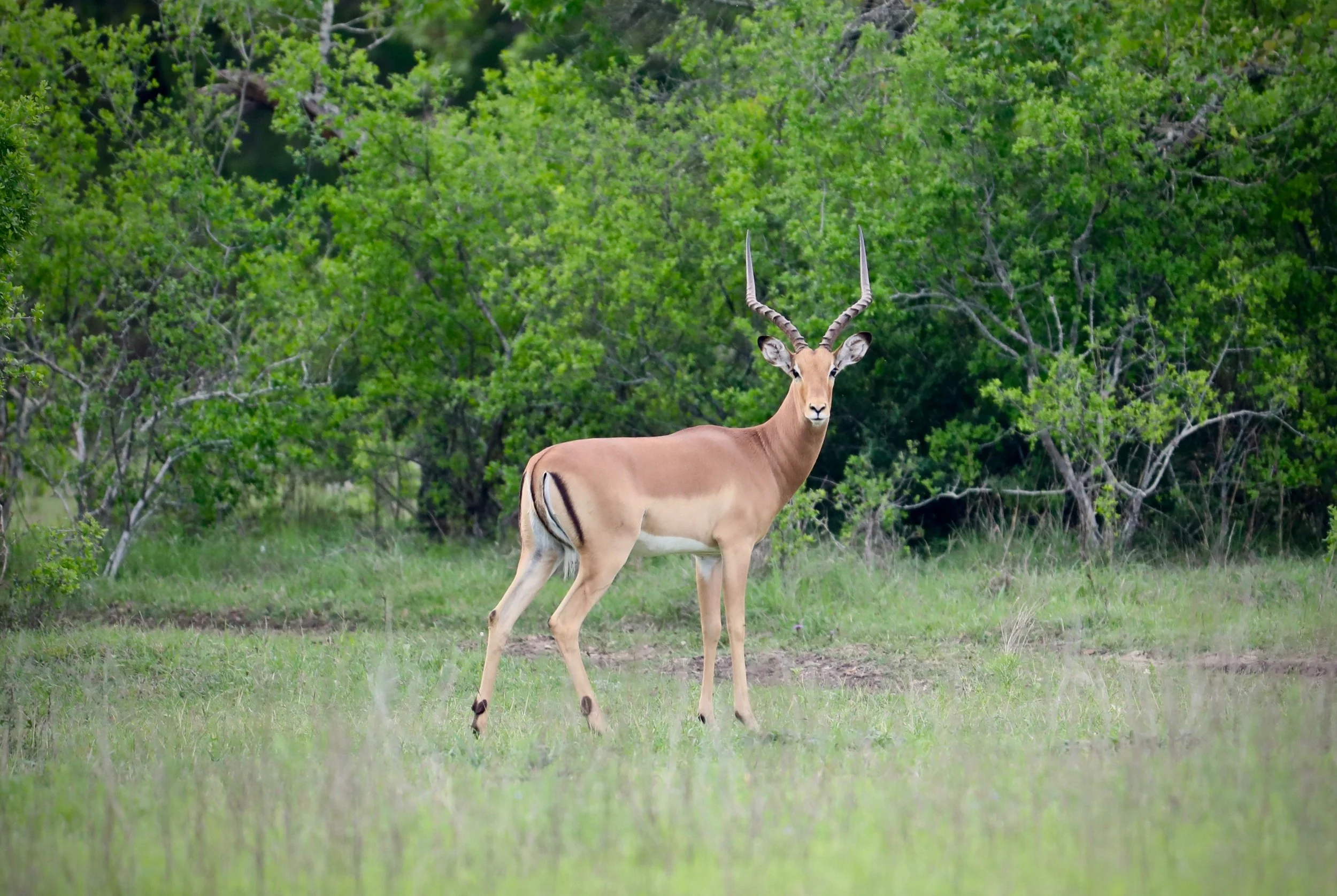 Impala2.jpg