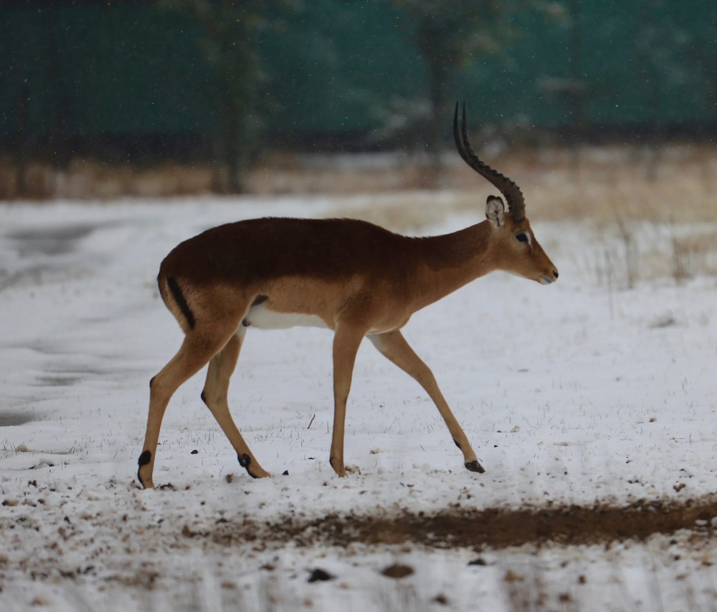 ImpalaInSnow.jpg