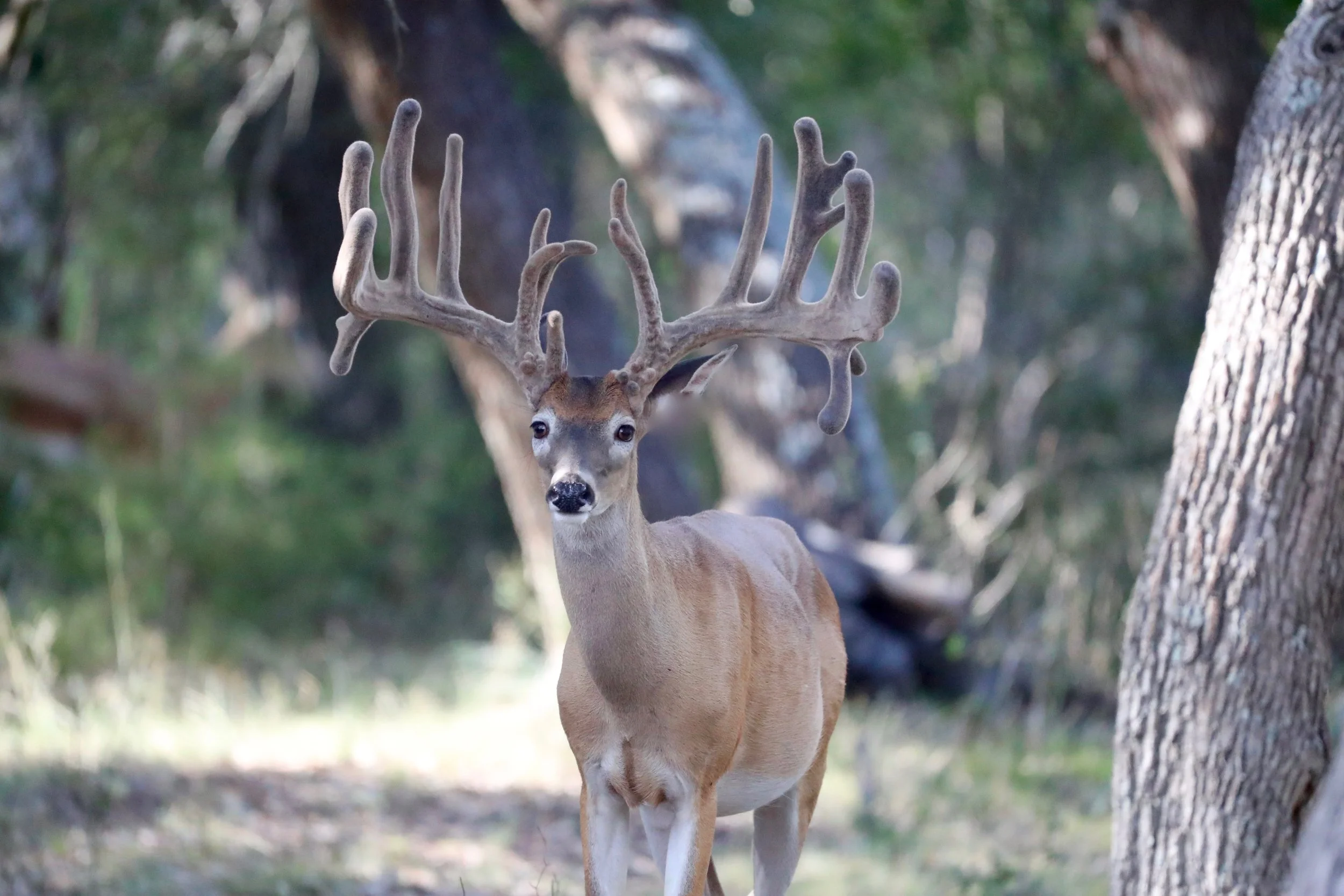 WhitetailBuckNice.jpg