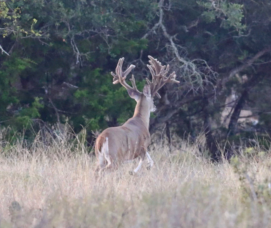 WhitetailBuckRunning.jpg