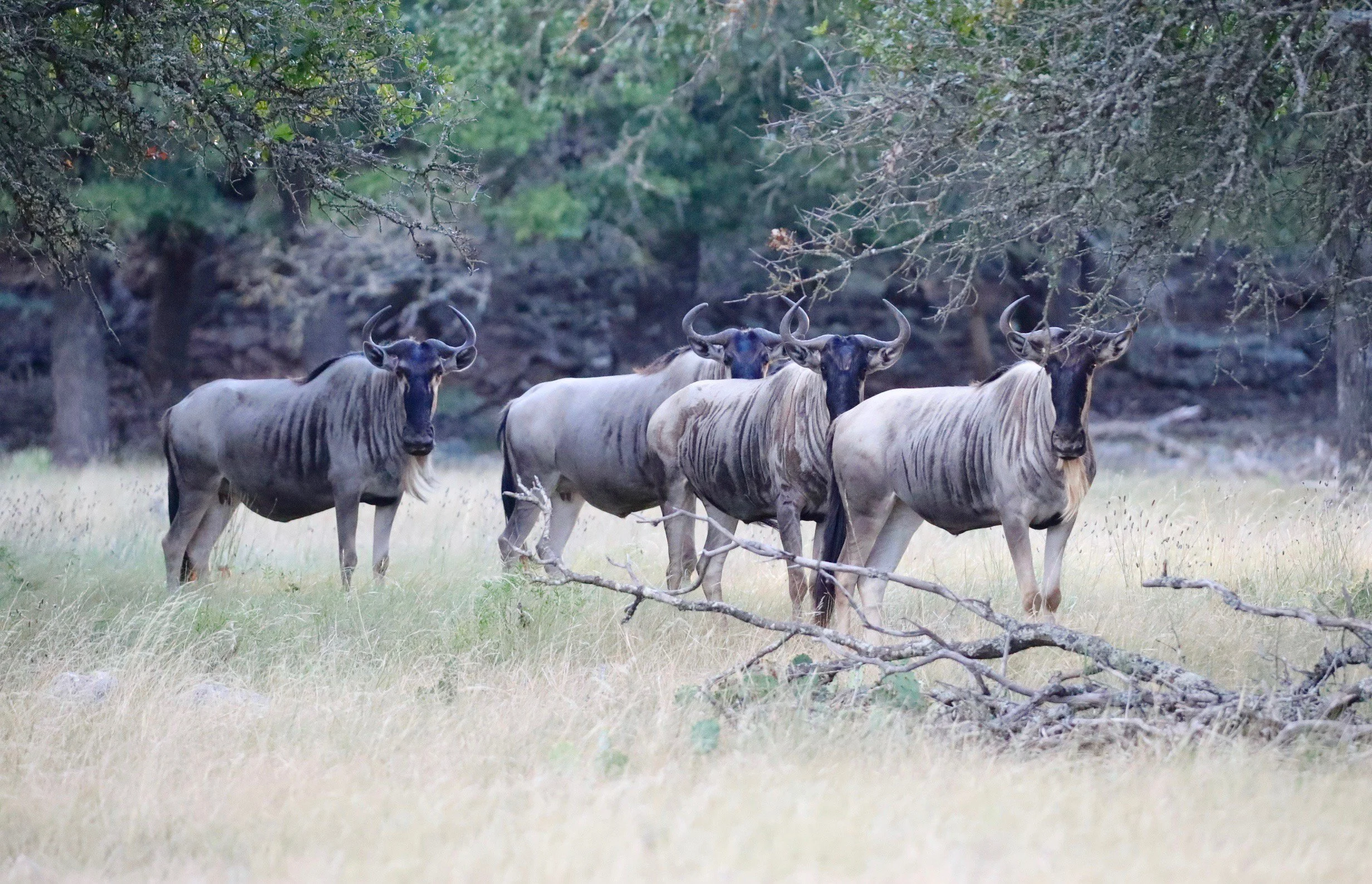 Wildebeest4.jpg