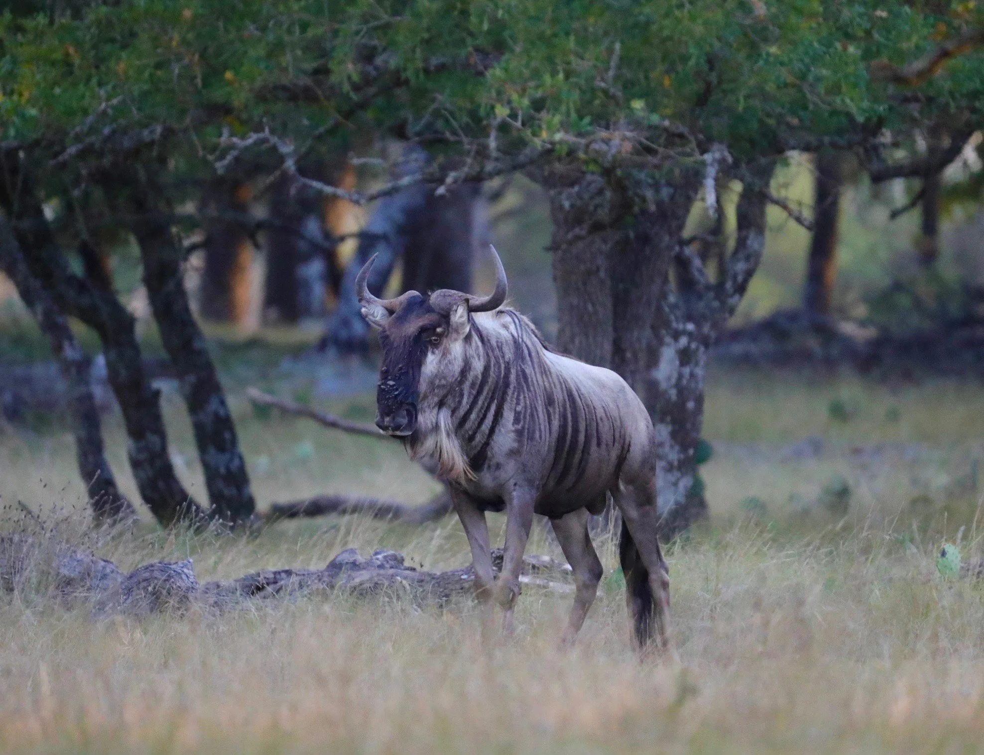 WIldebeest7.jpg