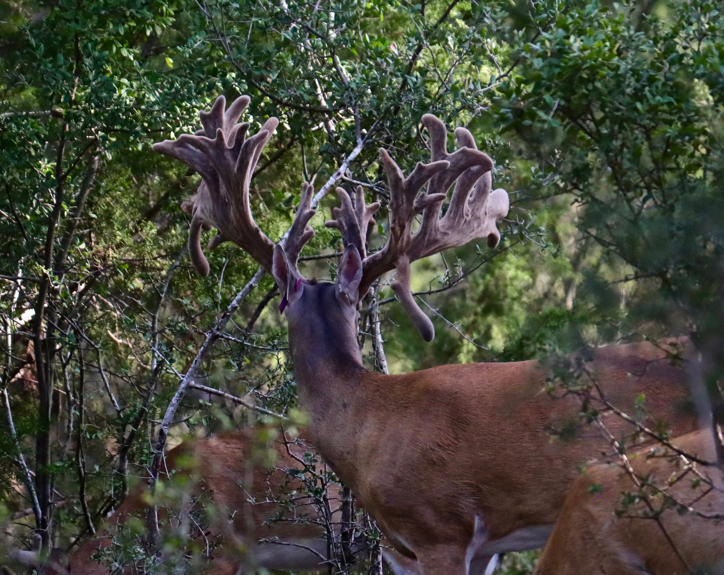 WhitetailTrophyFromBehind.jpg