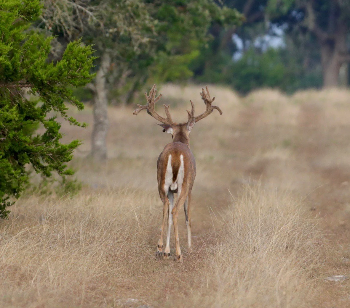 WhitetailBuckWalkingAway.jpg