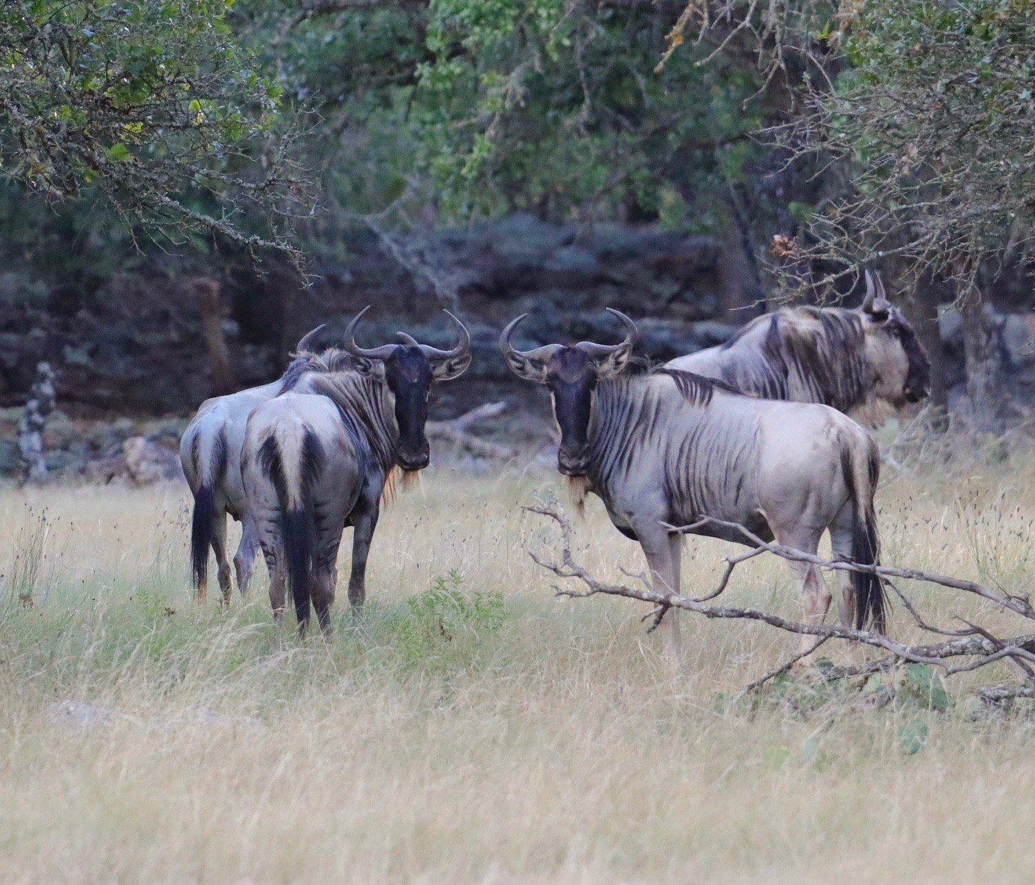 Wildebeest1.jpg