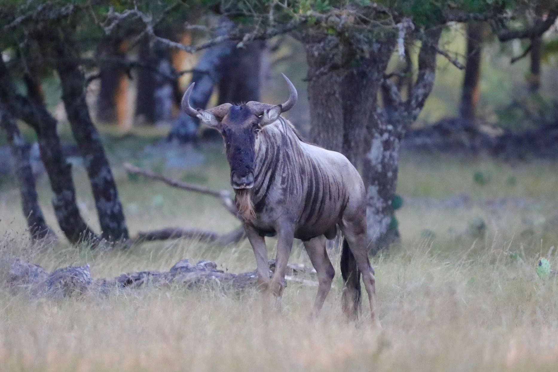 Wildebeest5.jpg
