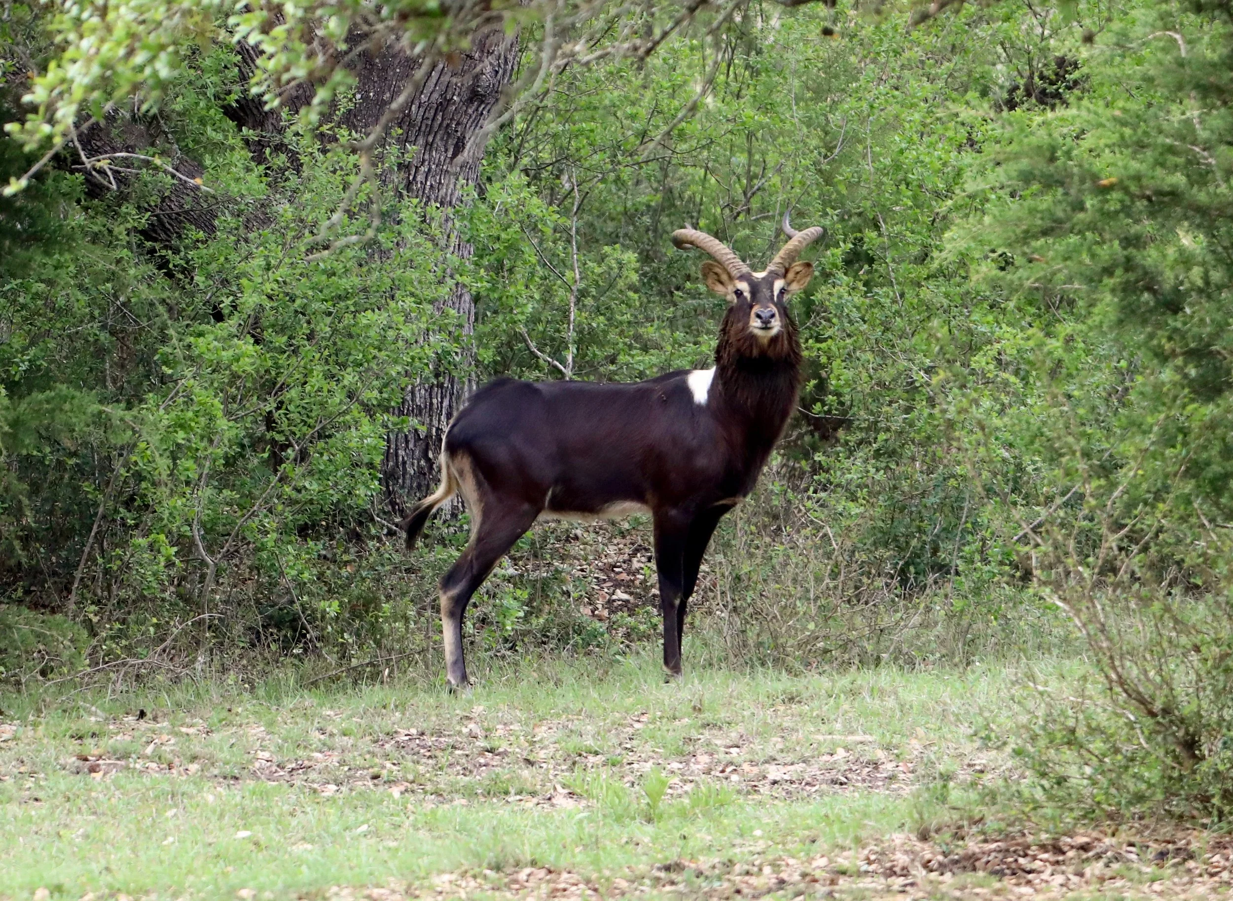 NileLechwe.jpg