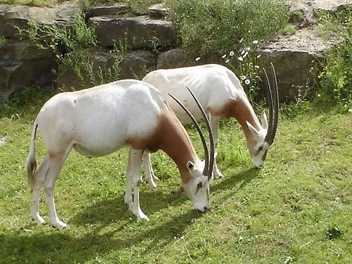 scimitar-oryx.jpg