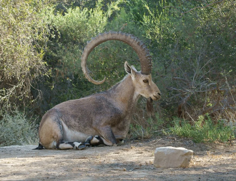 shutterstock_nubian2.jpg