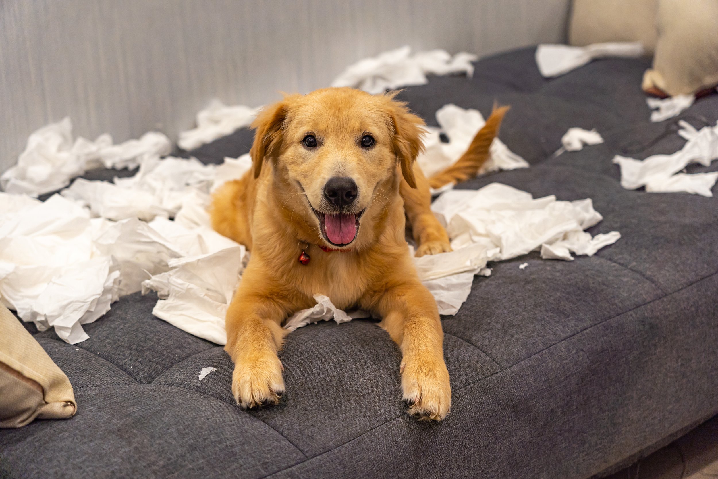 AdobeStock_311855088.jpeg