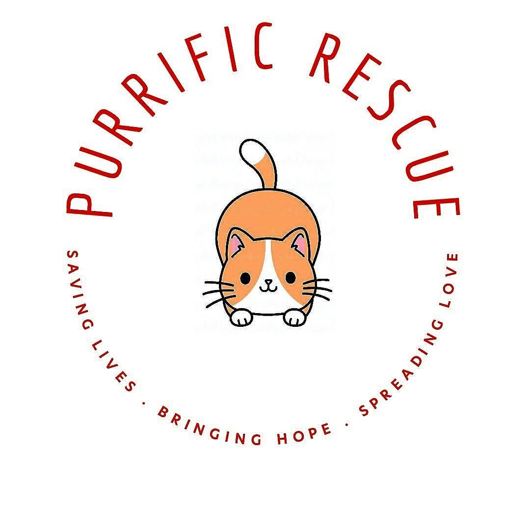 Purrific Rescue